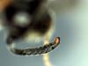295785 – Photo : Daniel INGREMEAU – France (36)